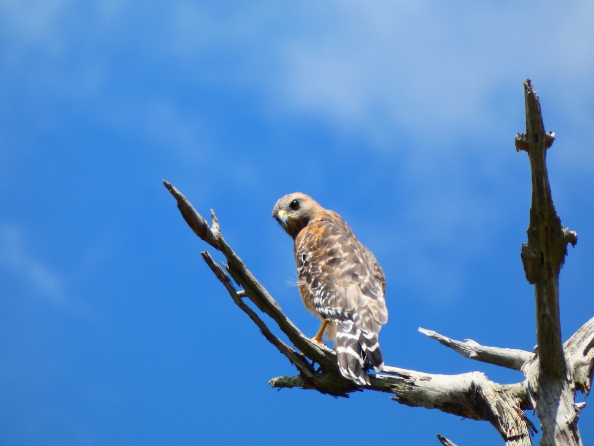 Red-shouldered Hawk (lineatus Group) - ML642926894