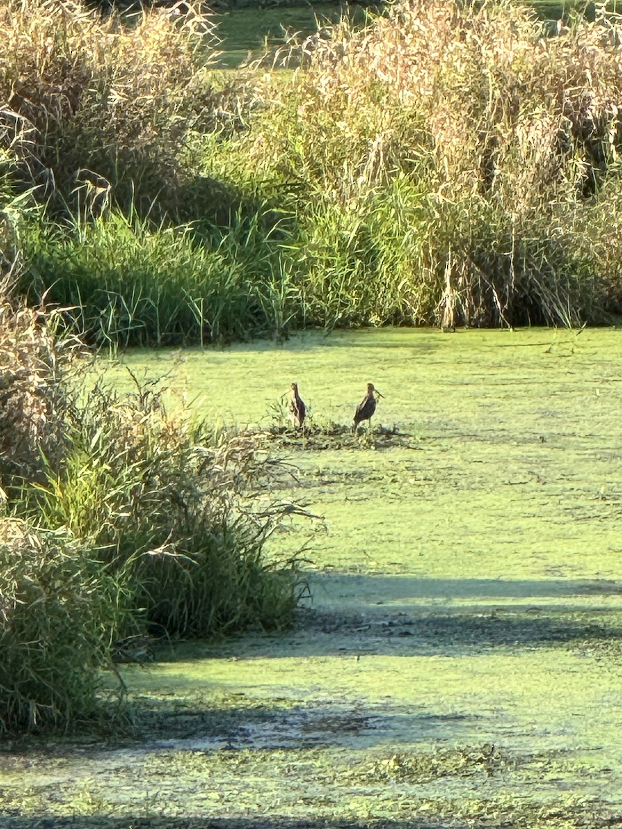 bekasina severoamerická - ML642926896