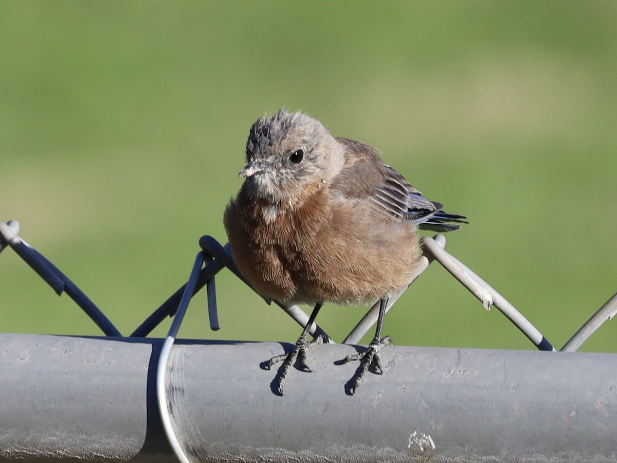 Western Bluebird - ML642926908