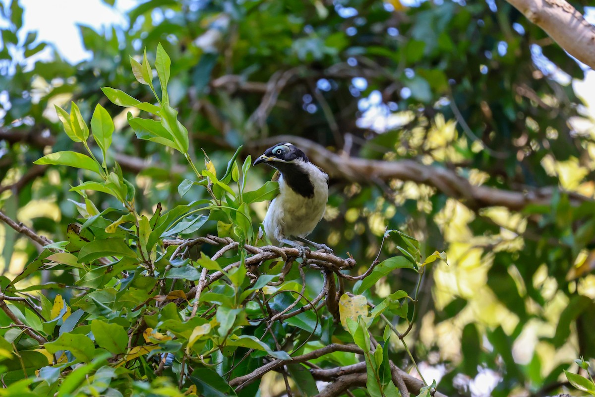 Blue-faced Honeyeater - ML642926918