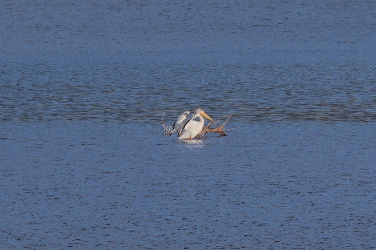 American White Pelican - ML642926925
