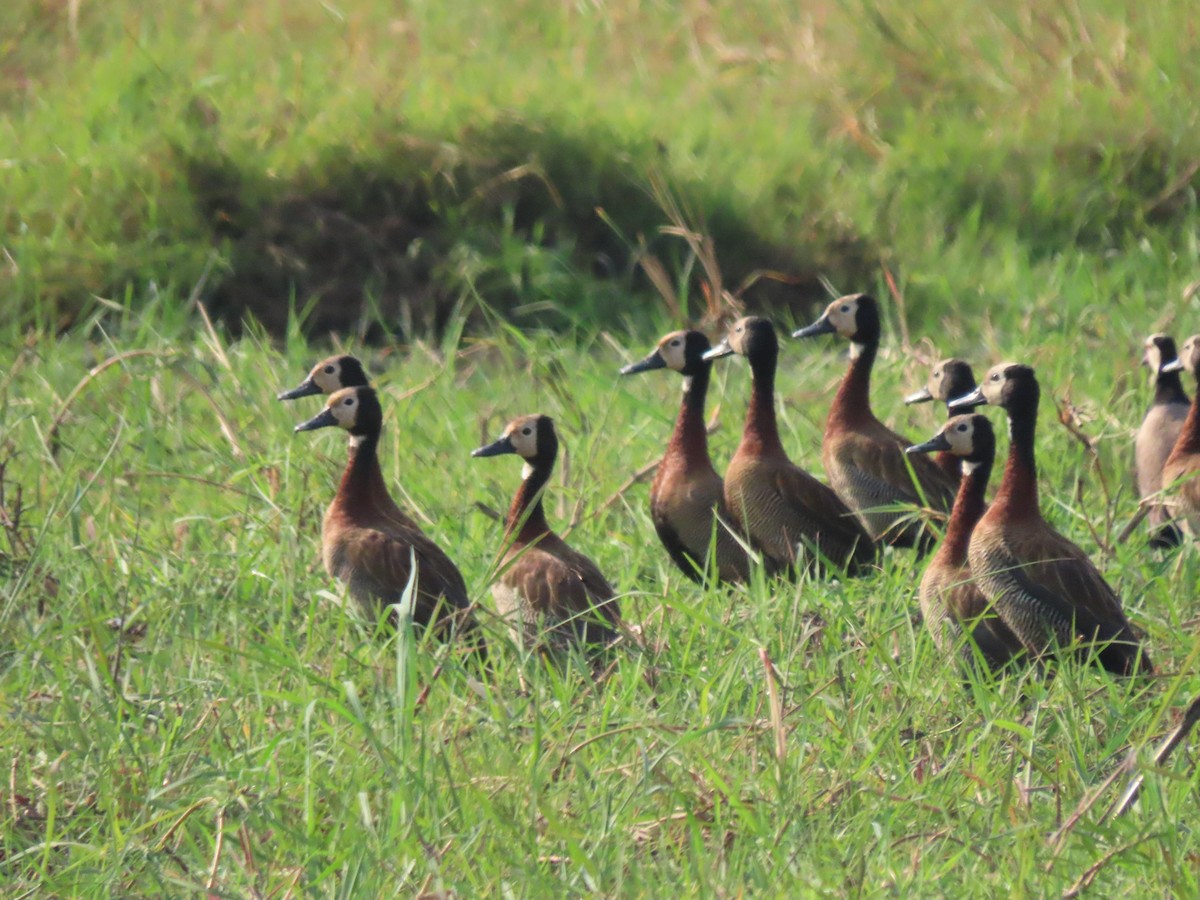 White-faced Whistling-Duck - ML642926933
