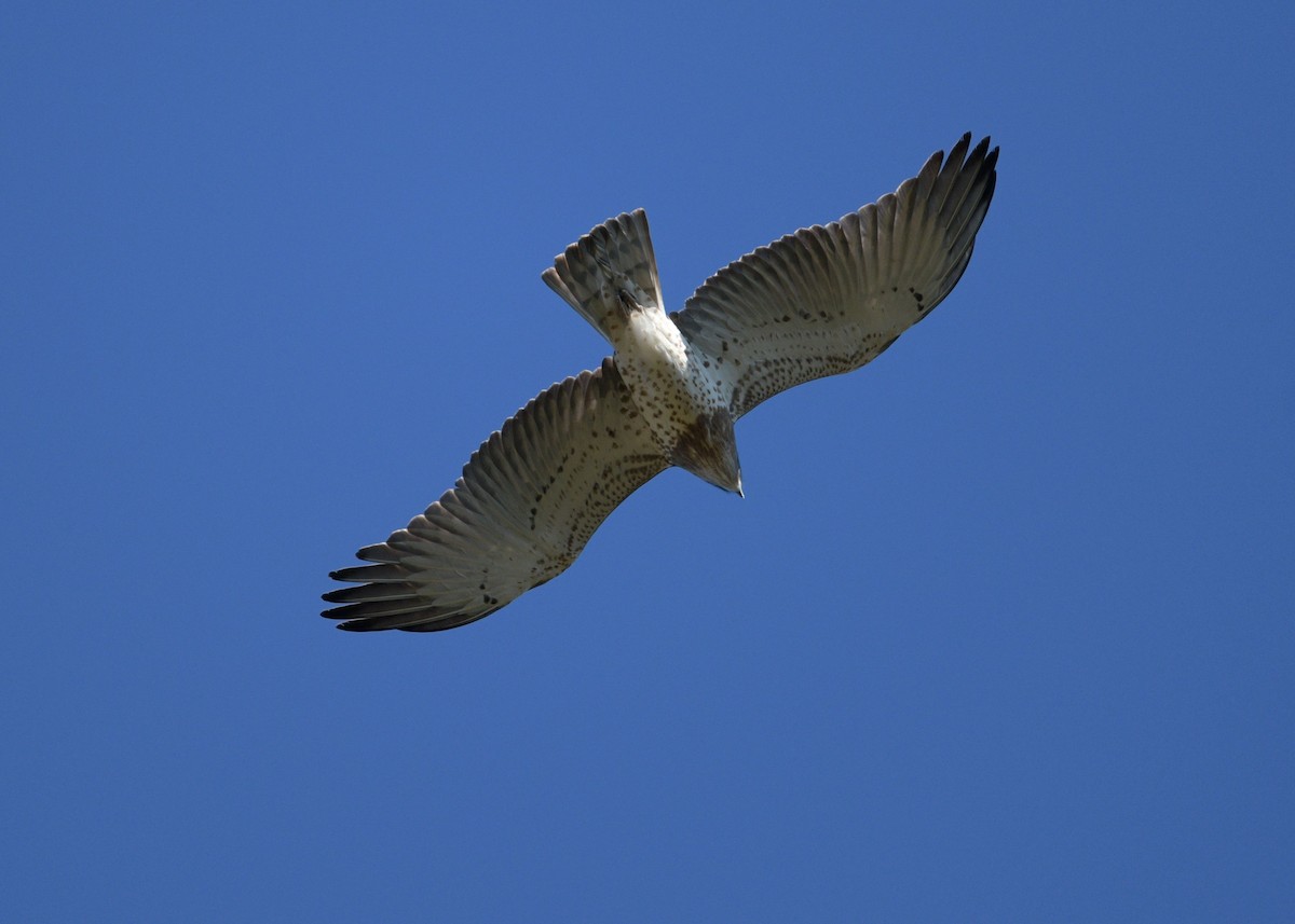 Short-toed Snake-Eagle - ML642926935