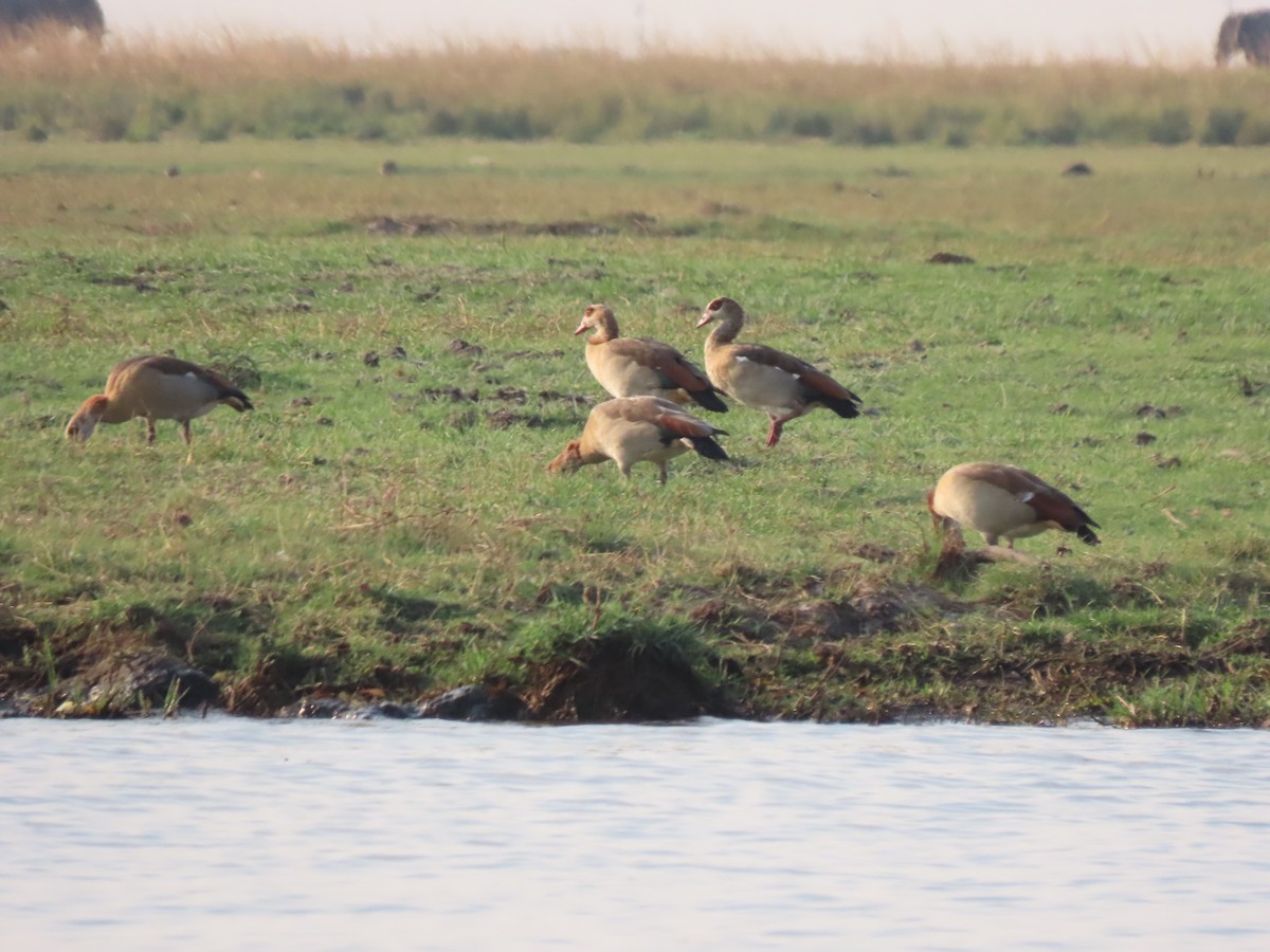 Egyptian Goose - ML642926951