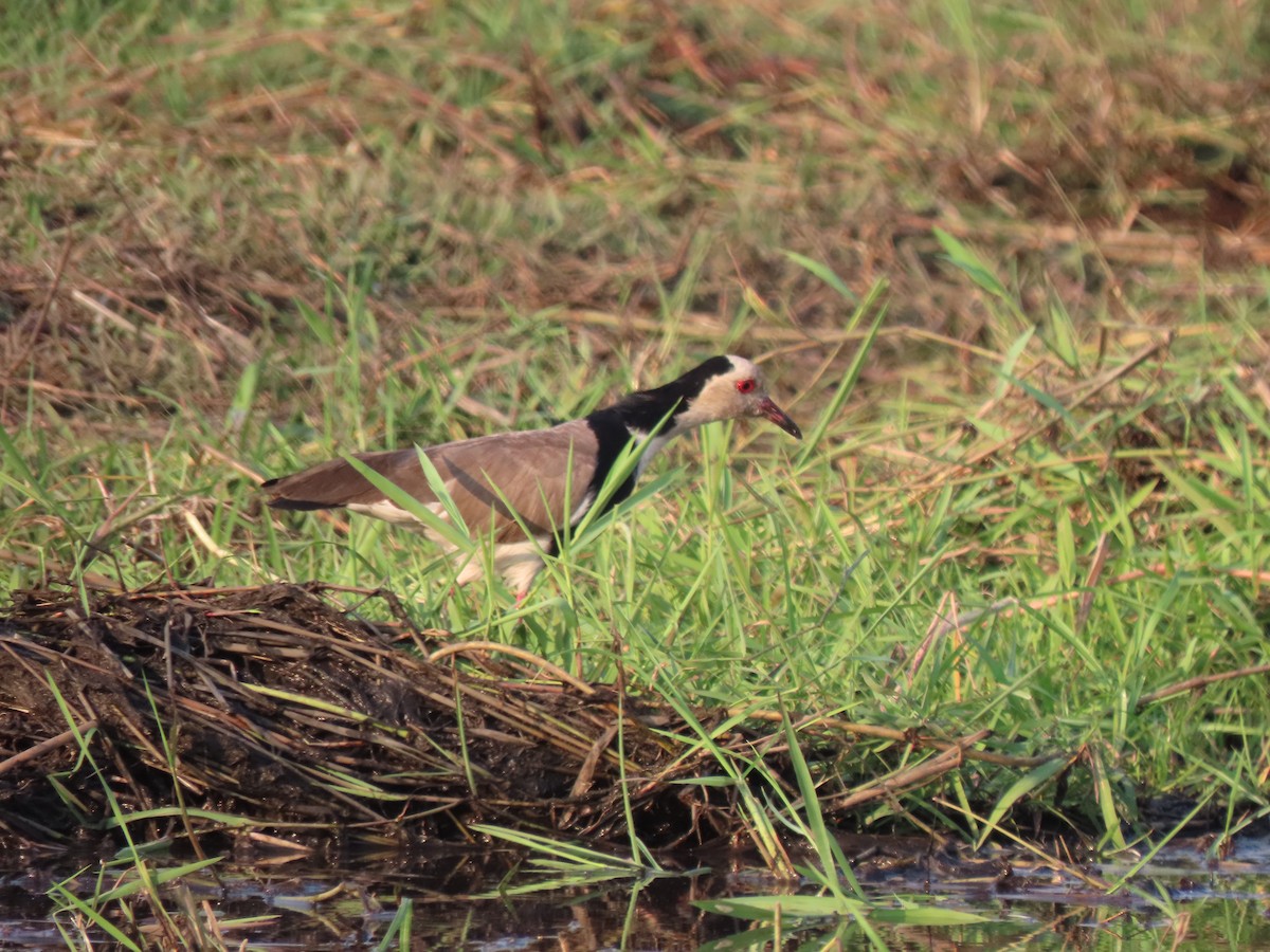 Long-toed Lapwing - ML642926964