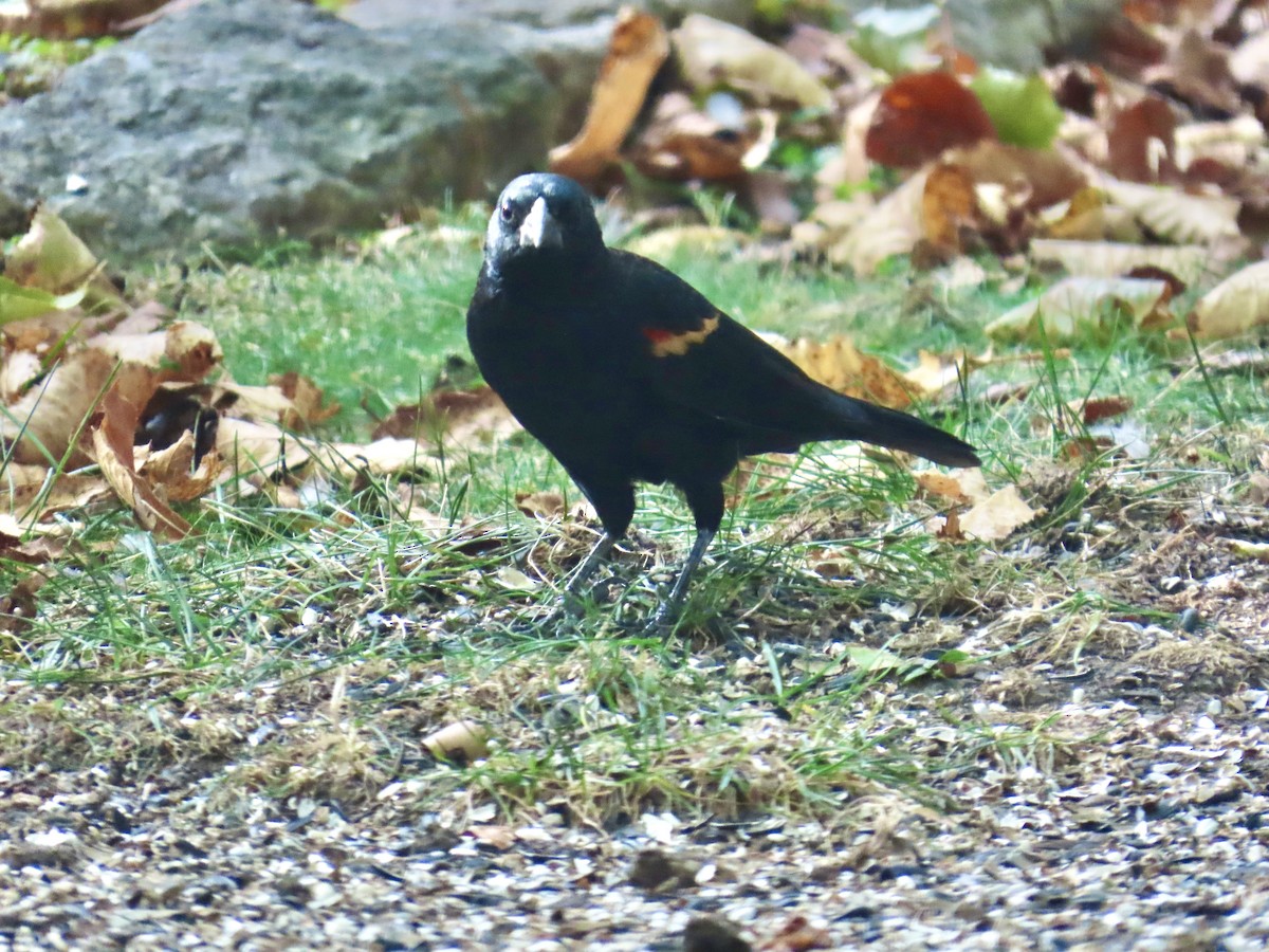 Red-winged Blackbird - ML642926965