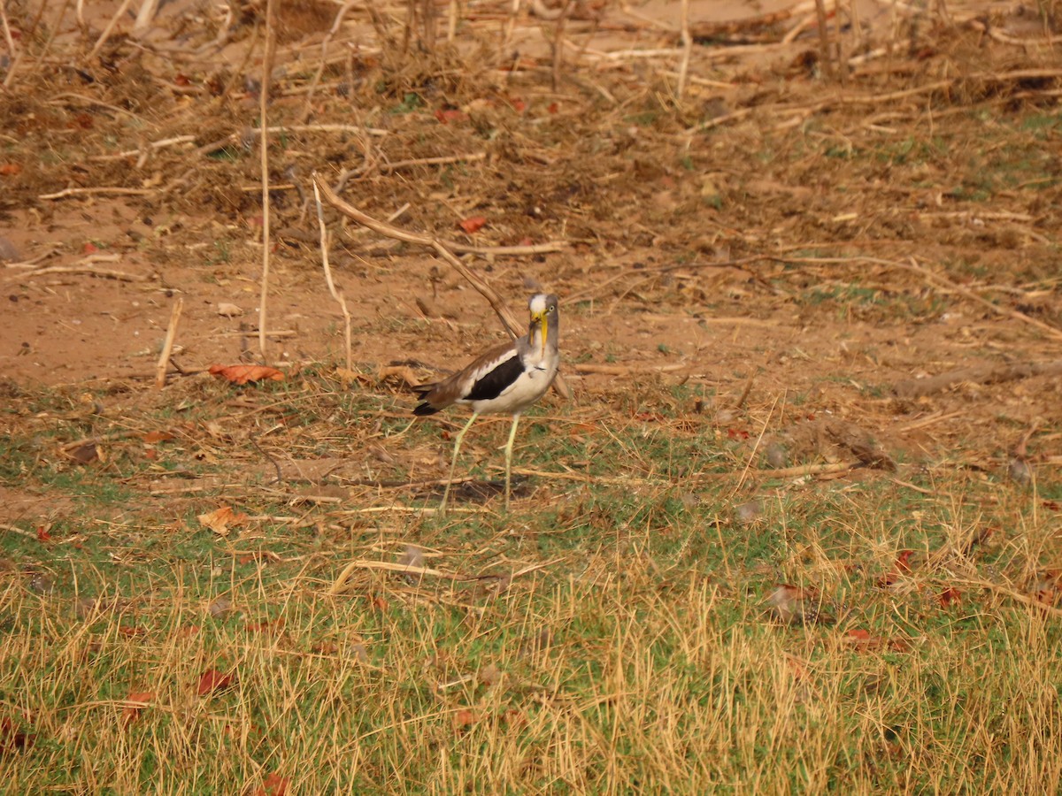White-crowned Lapwing - ML642926968