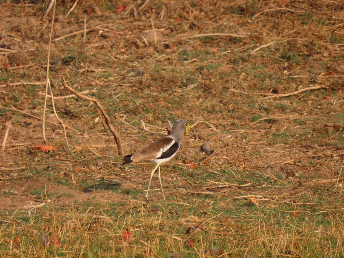 White-crowned Lapwing - ML642926969