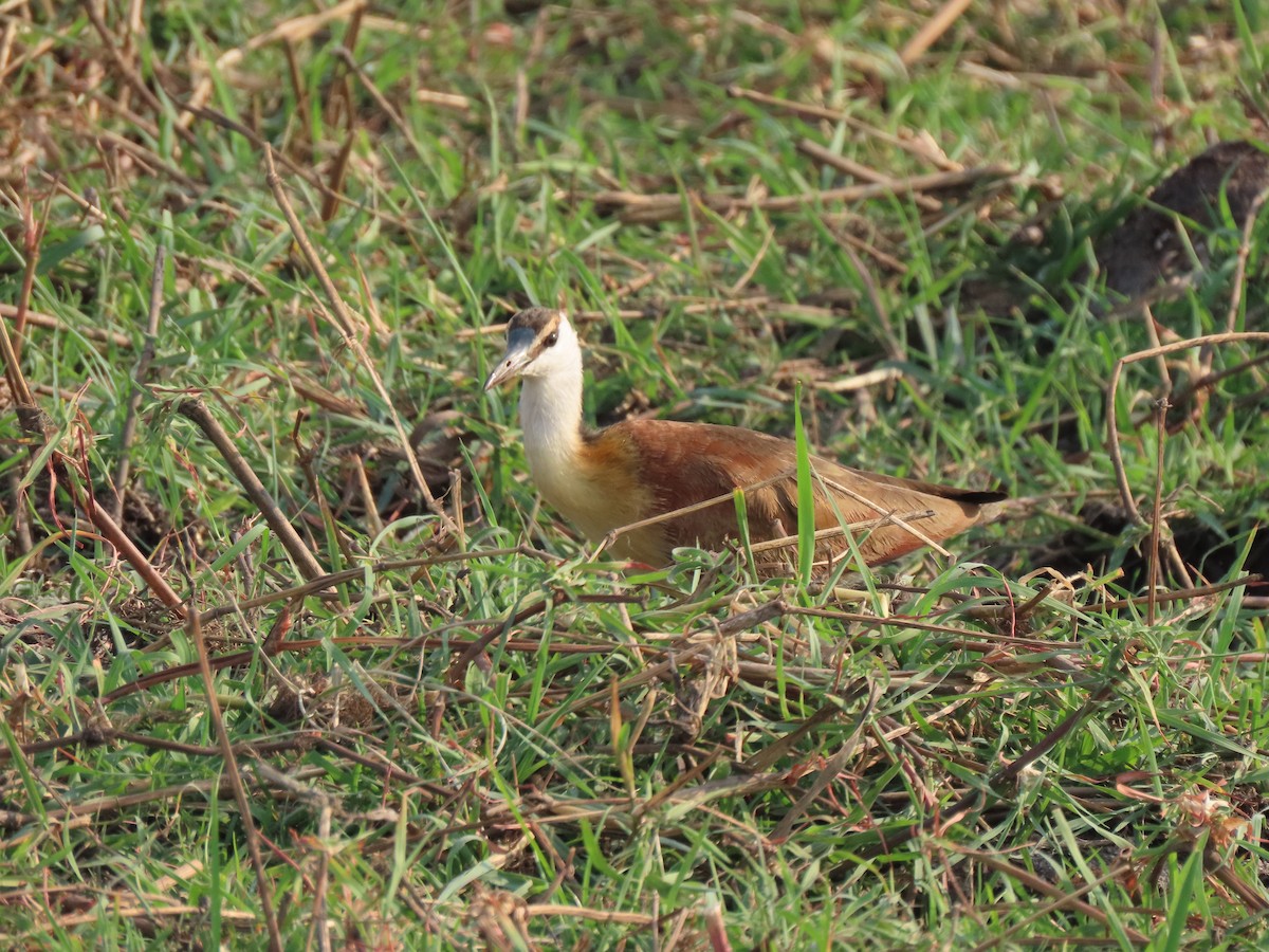 African Jacana - ML642926984