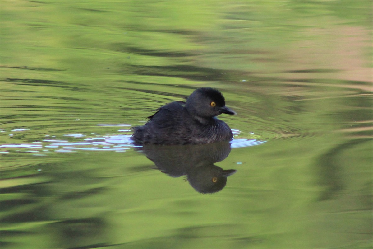 Least Grebe - ML642926994