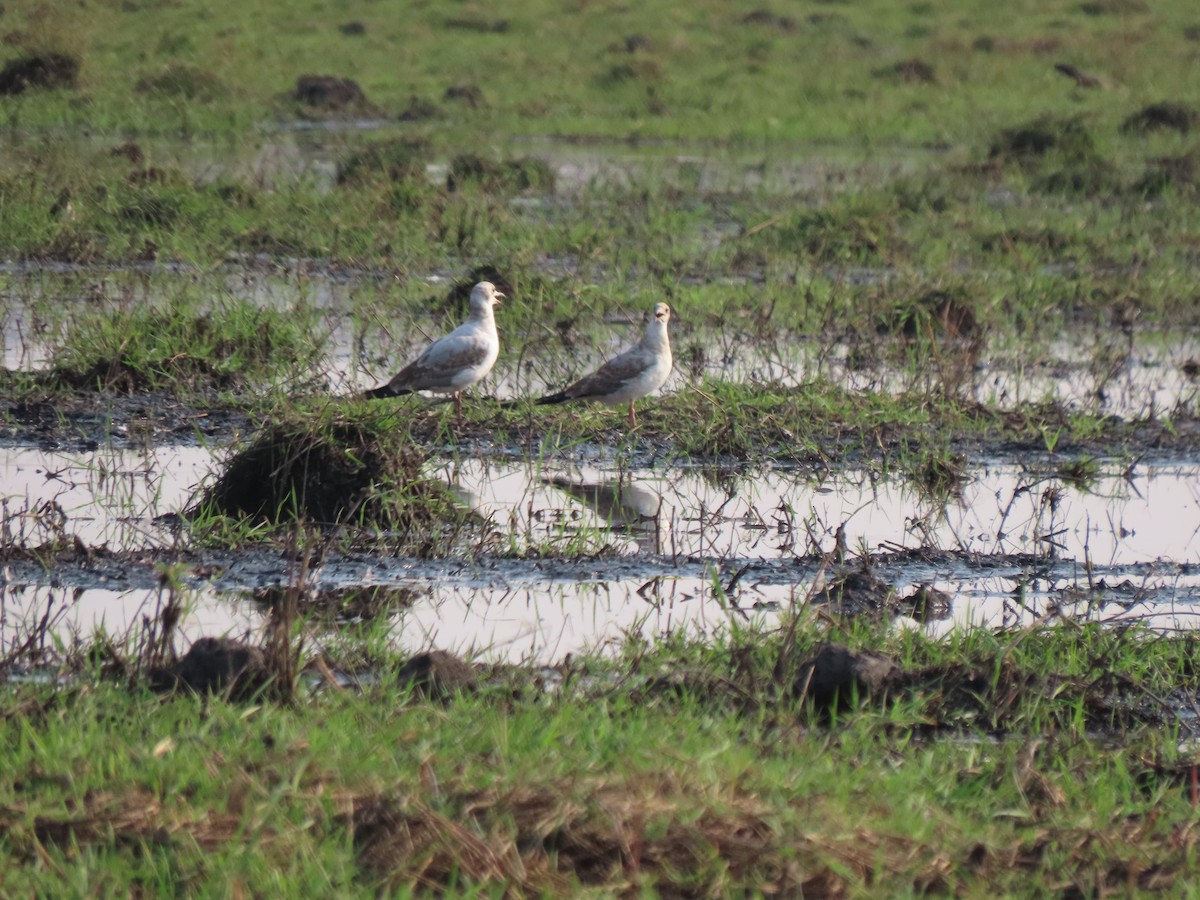 Gray-hooded Gull - ML642926995