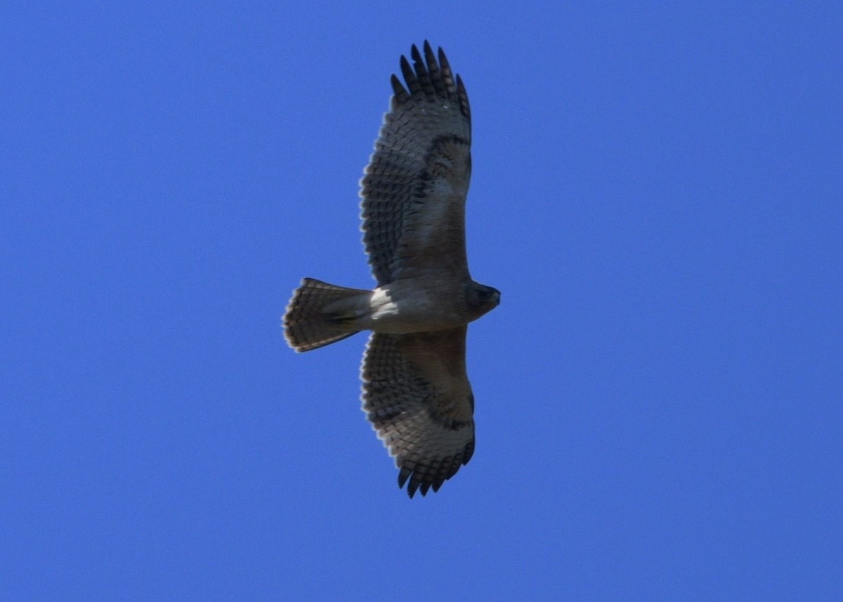 Aigle de Bonelli - ML642926998