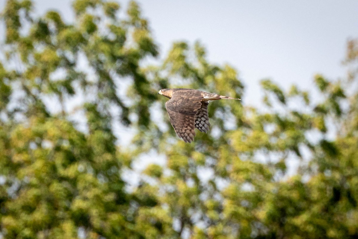 Cooper's Hawk - ML642927005