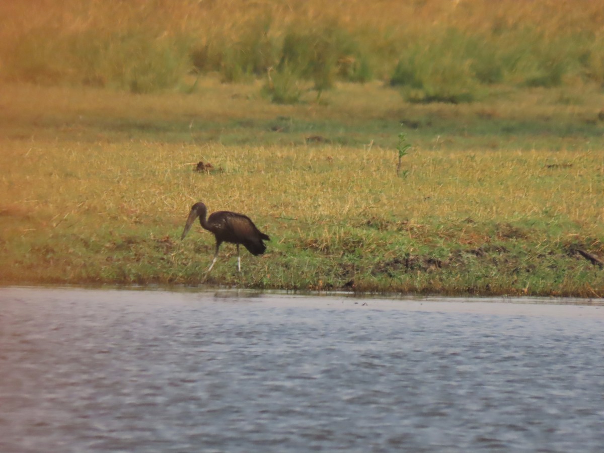 African Openbill - ML642927007