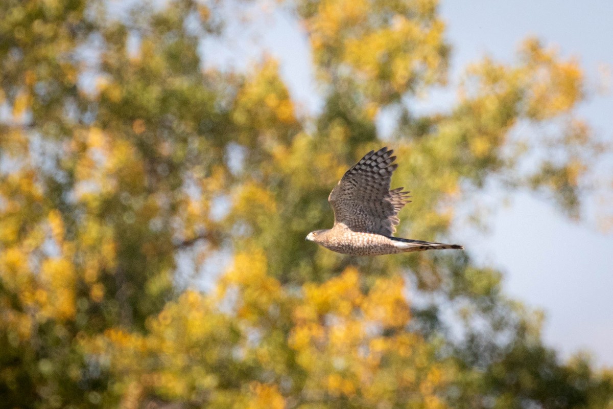 Cooper's Hawk - ML642927021