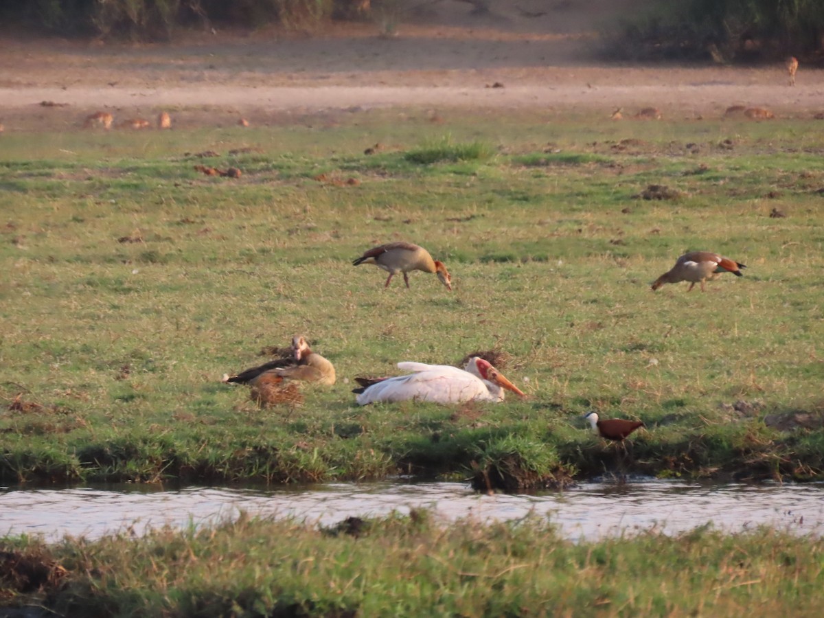 Yellow-billed Stork - ML642927029