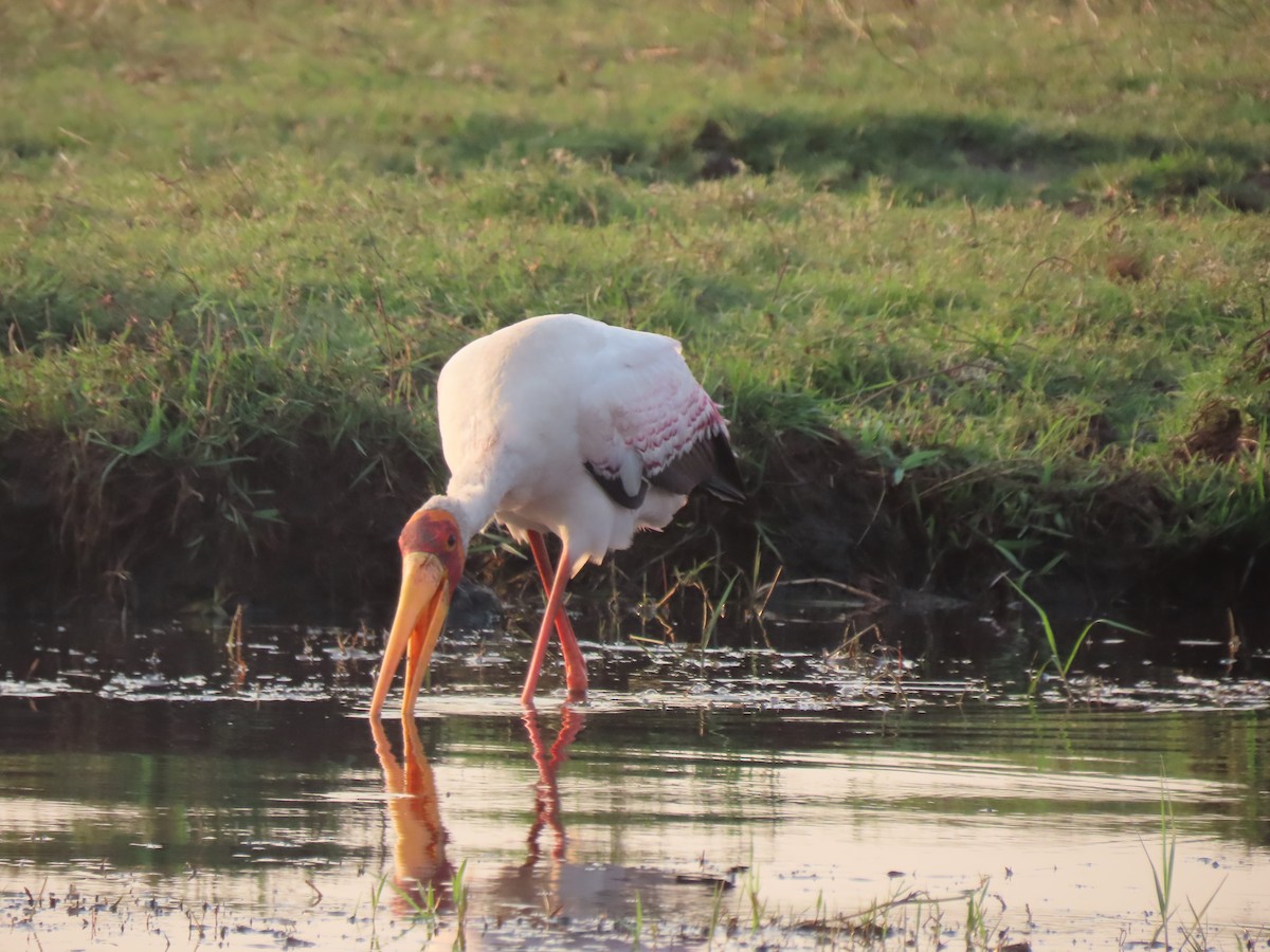 Yellow-billed Stork - ML642927030