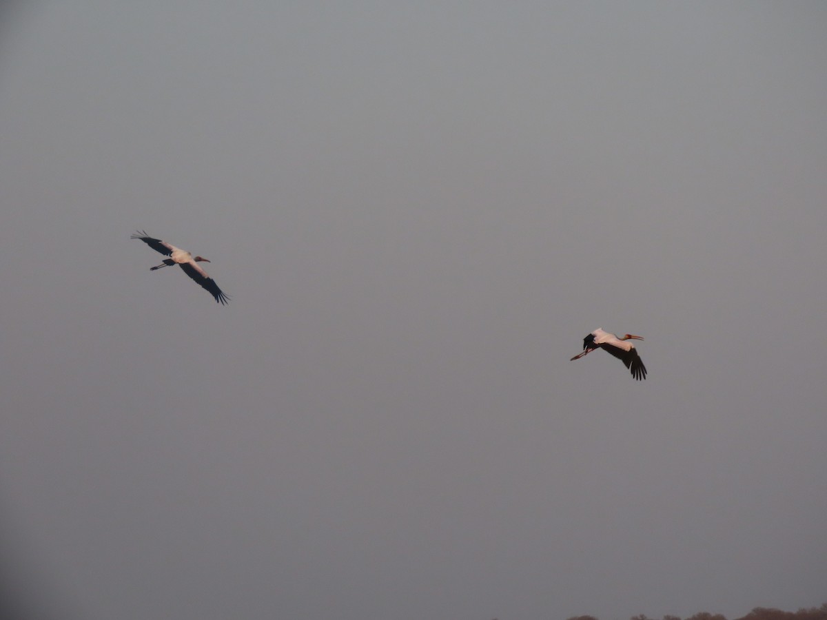 Yellow-billed Stork - ML642927035