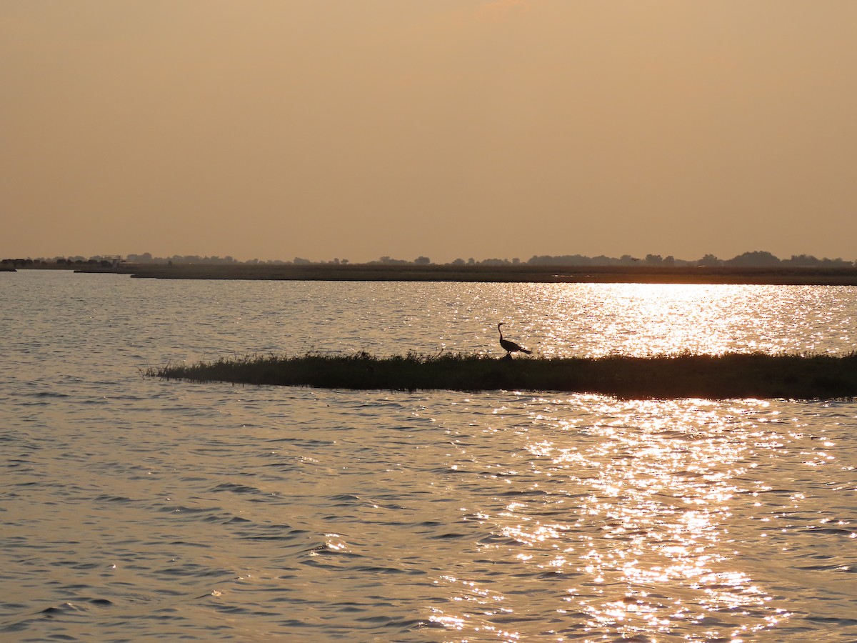 African Darter - ML642927040