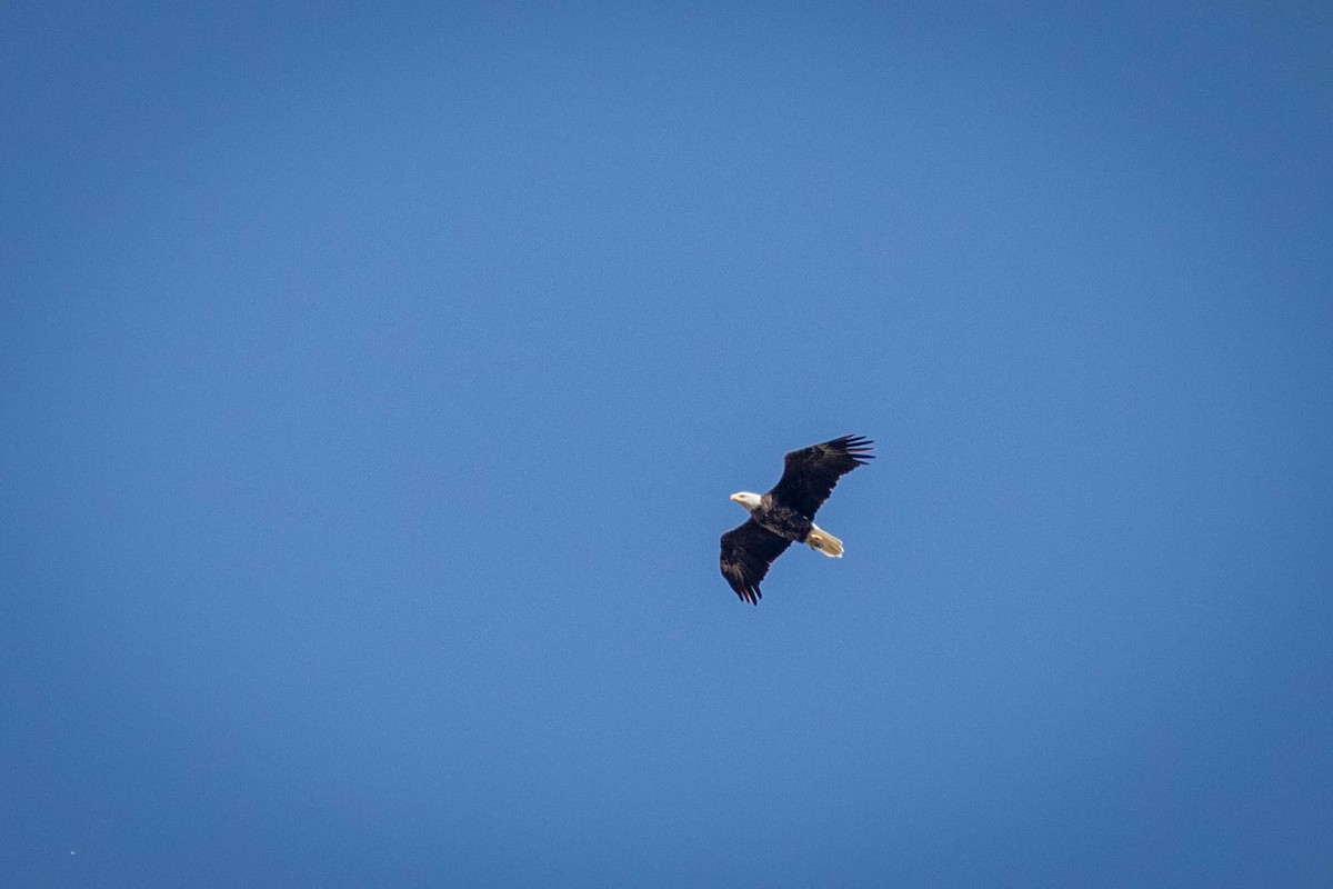 Bald Eagle - ML642927047