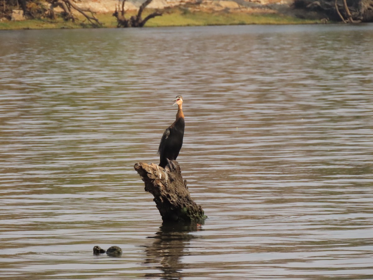 African Darter - ML642927049