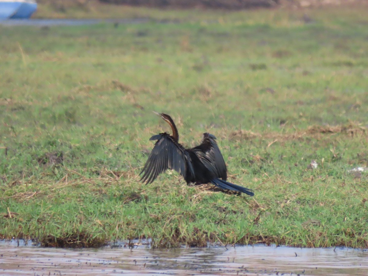 African Darter - ML642927051