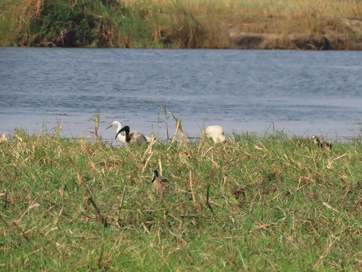African Sacred Ibis - ML642927058