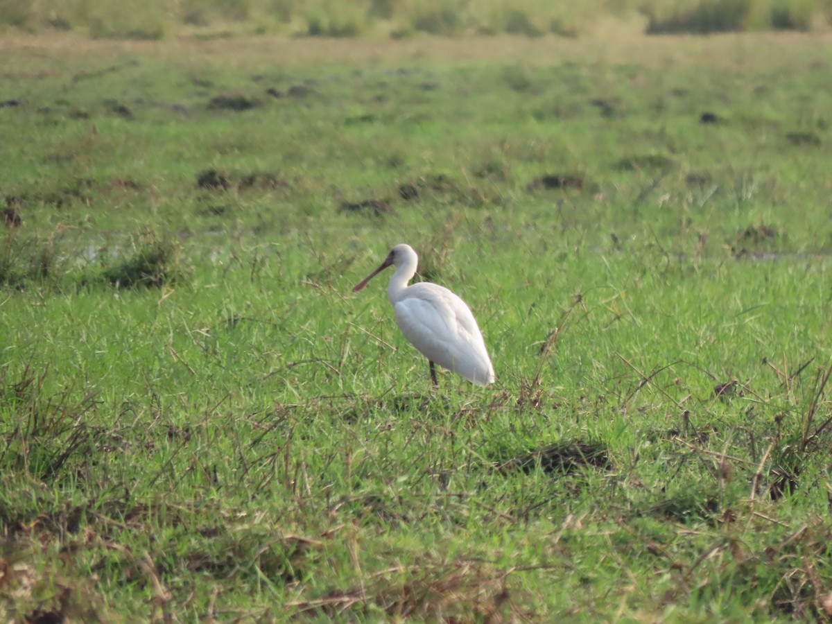 African Spoonbill - ML642927067