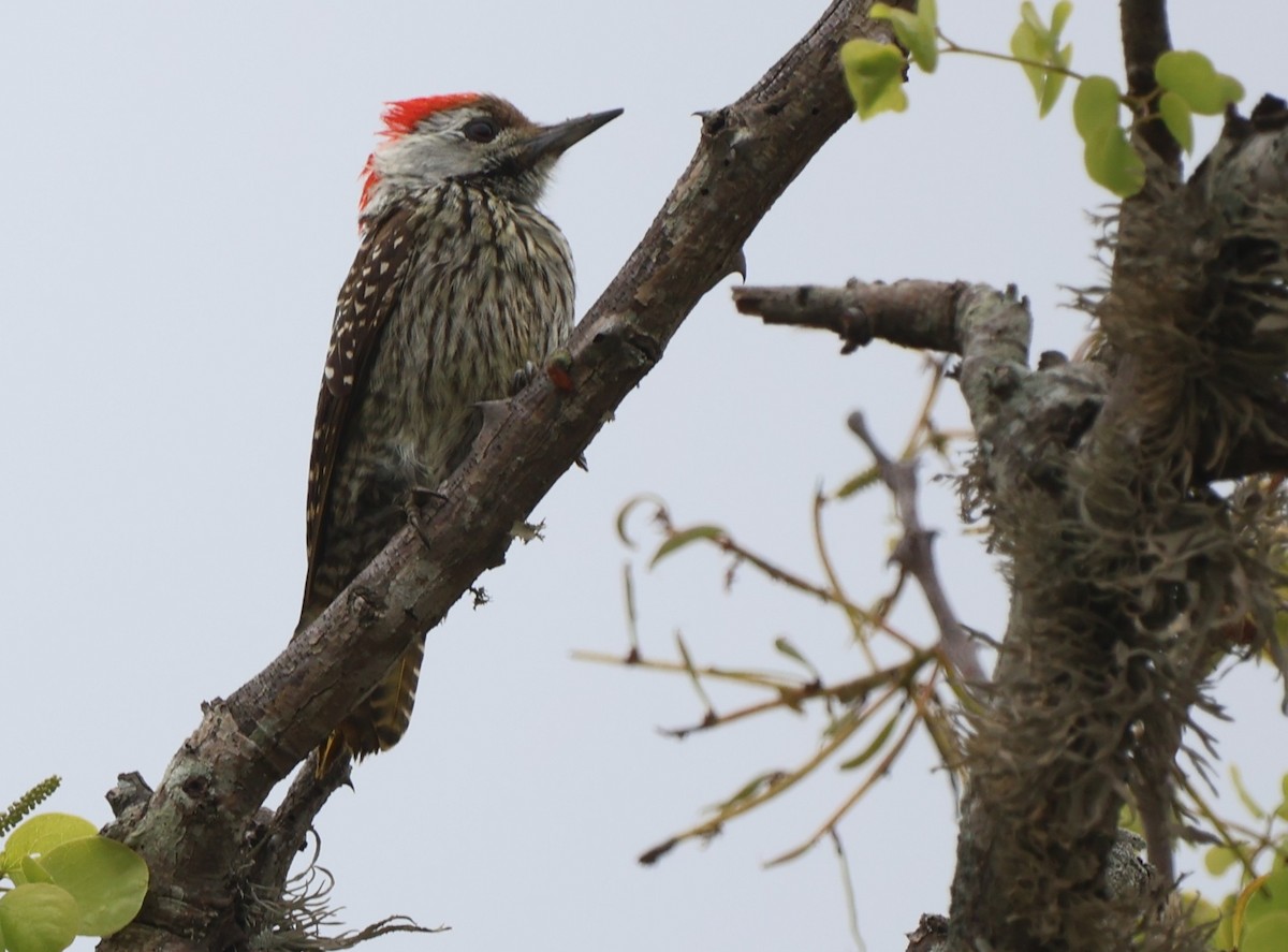 Cardinal Woodpecker - ML642927068