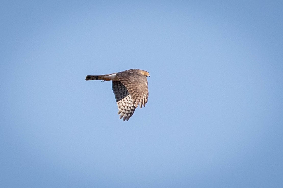 Sharp-shinned Hawk - ML642927084
