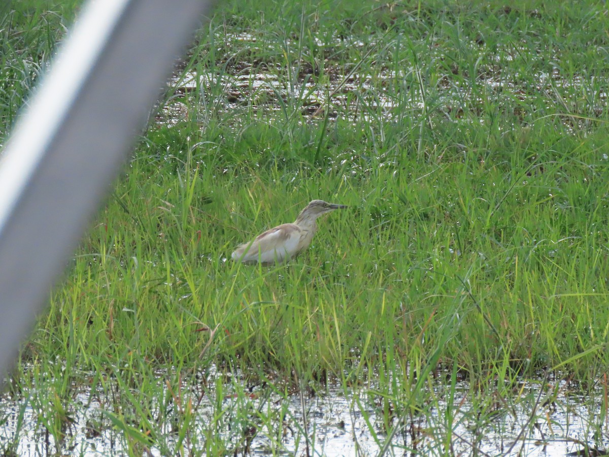 Squacco Heron - ML642927092