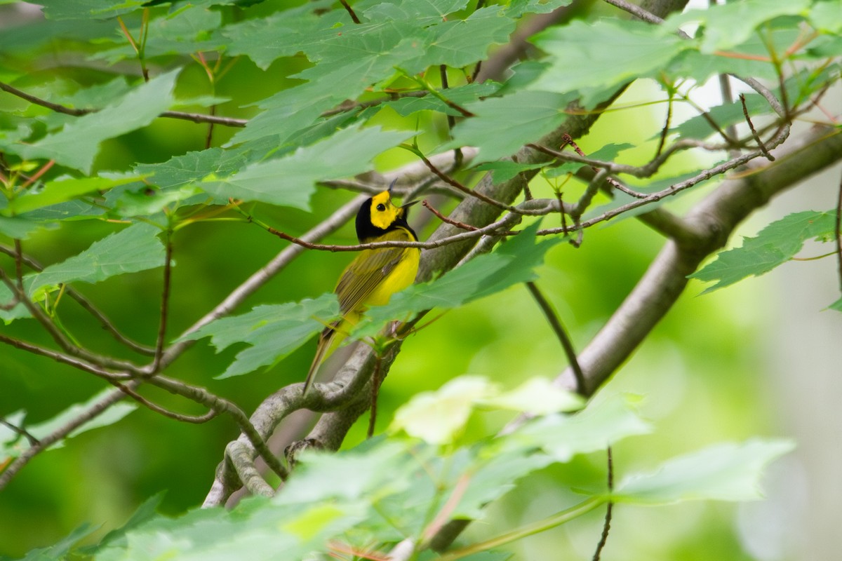 Hooded Warbler - ML642927093