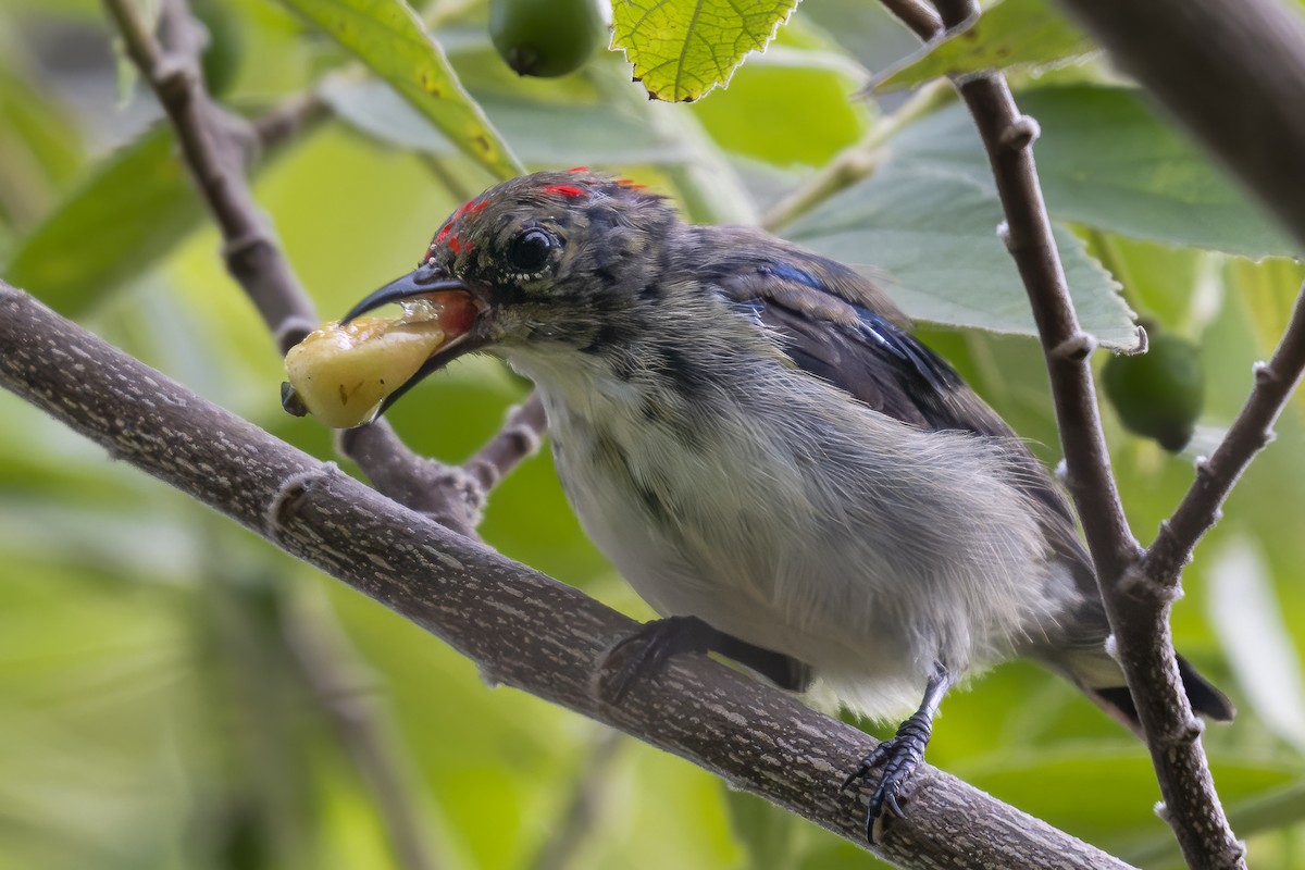 Scarlet-backed Flowerpecker - ML642927107