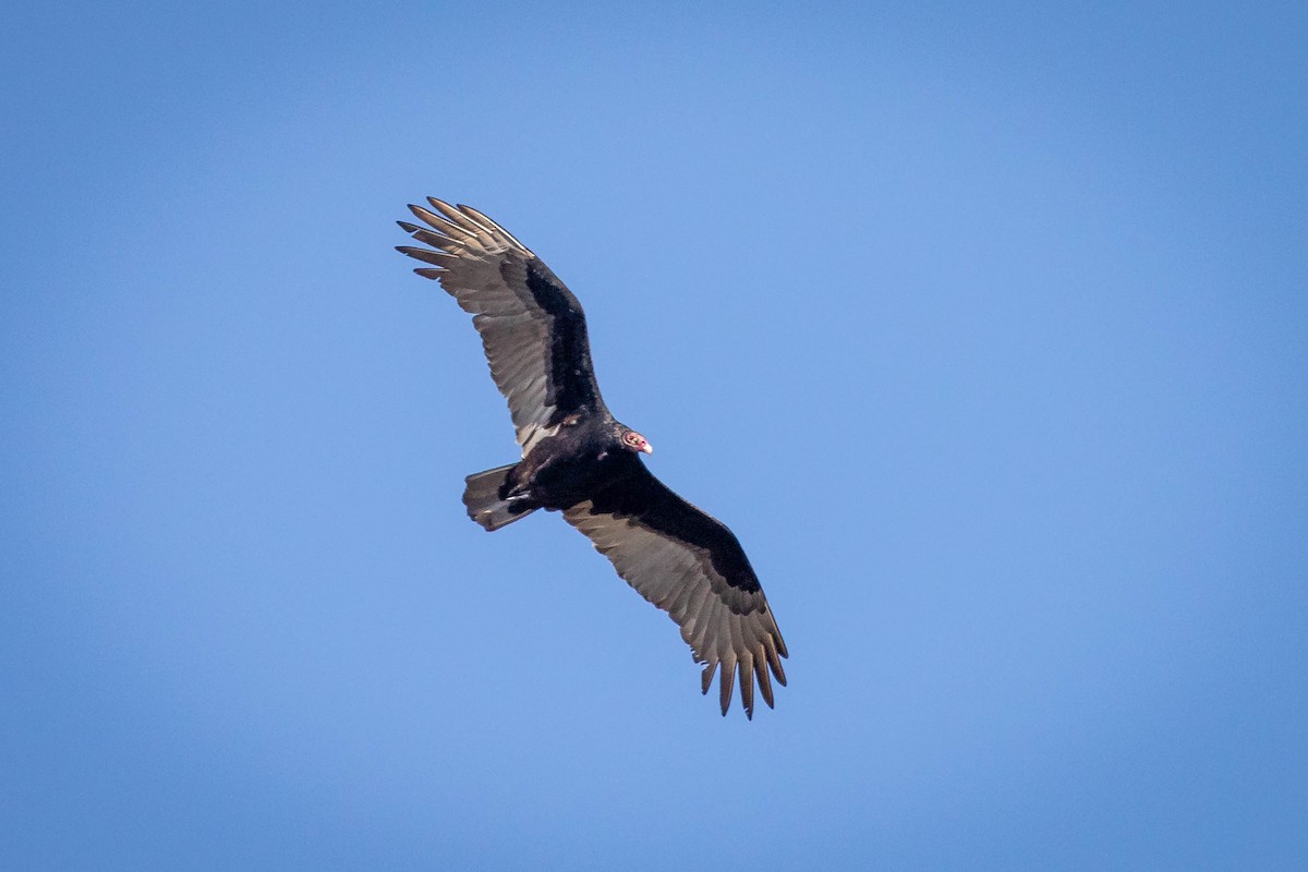 Turkey Vulture - ML642927110