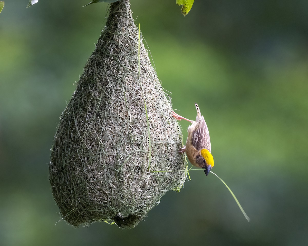 Baya Weaver - ML642927113