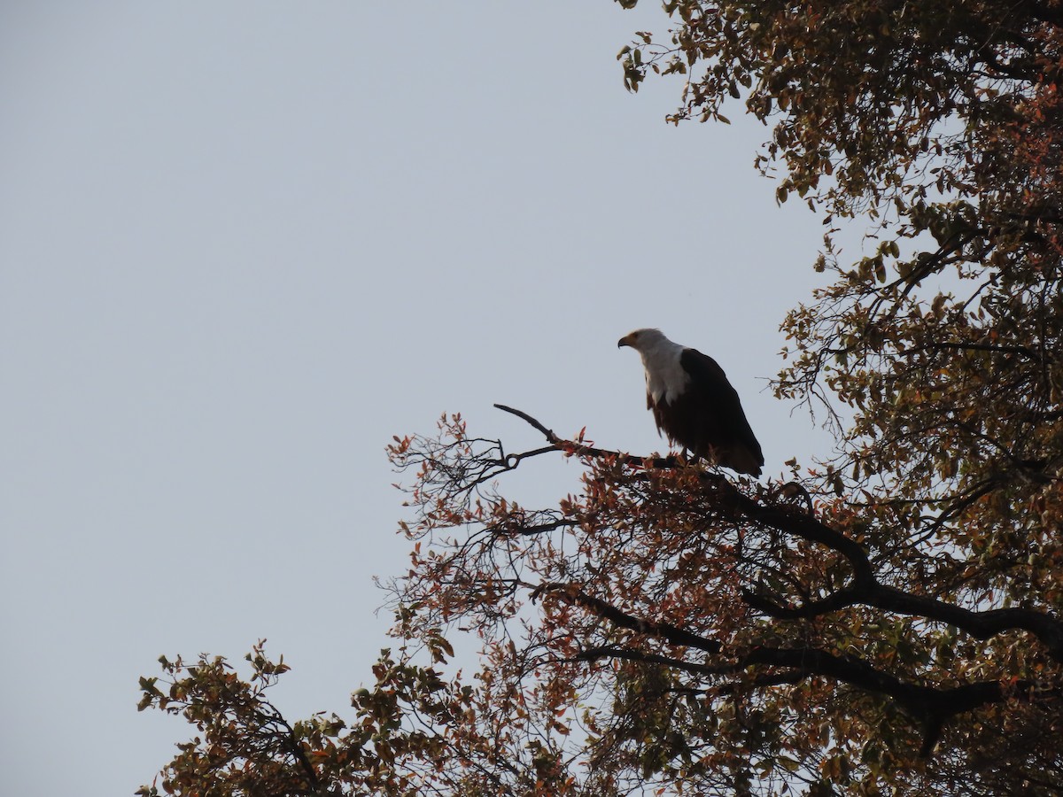 African Fish-Eagle - ML642927120