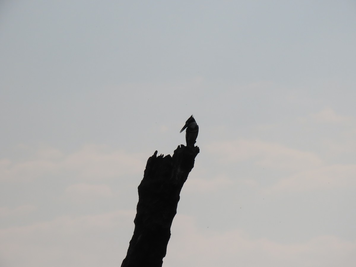 Pied Kingfisher - ML642927125