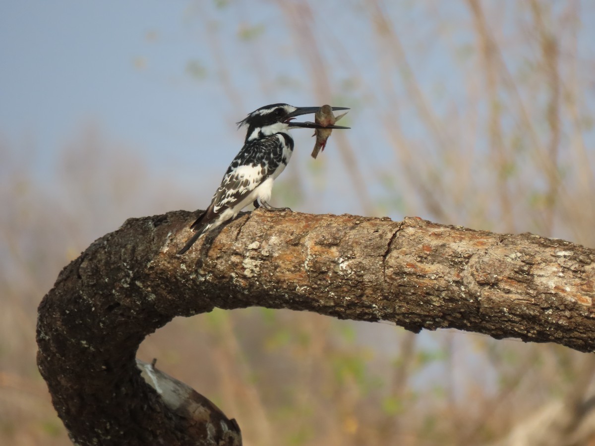 Pied Kingfisher - ML642927131