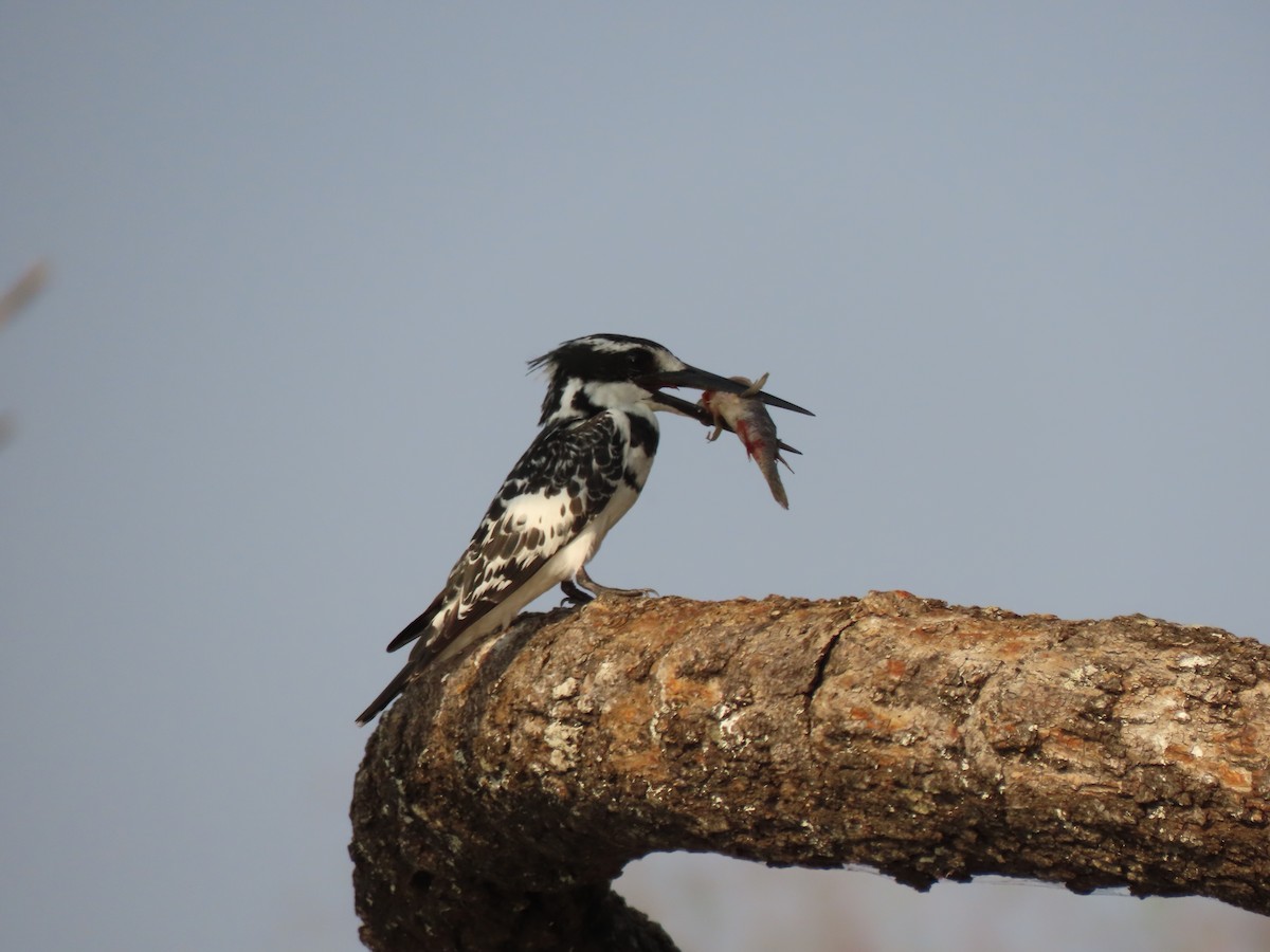Pied Kingfisher - ML642927132