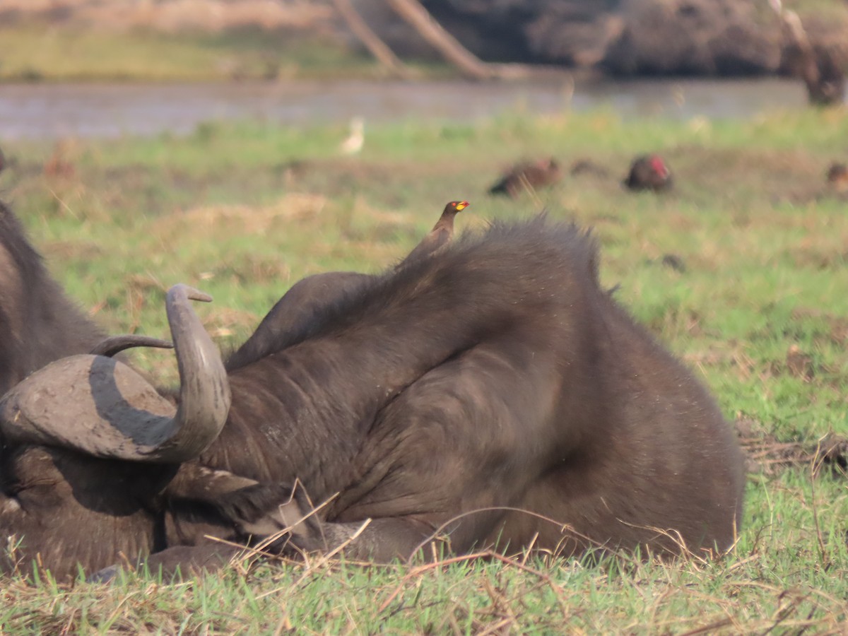 Yellow-billed Oxpecker - ML642927143