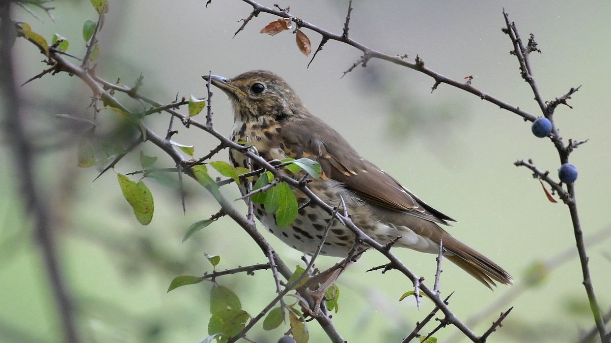 Song Thrush - ML642927163