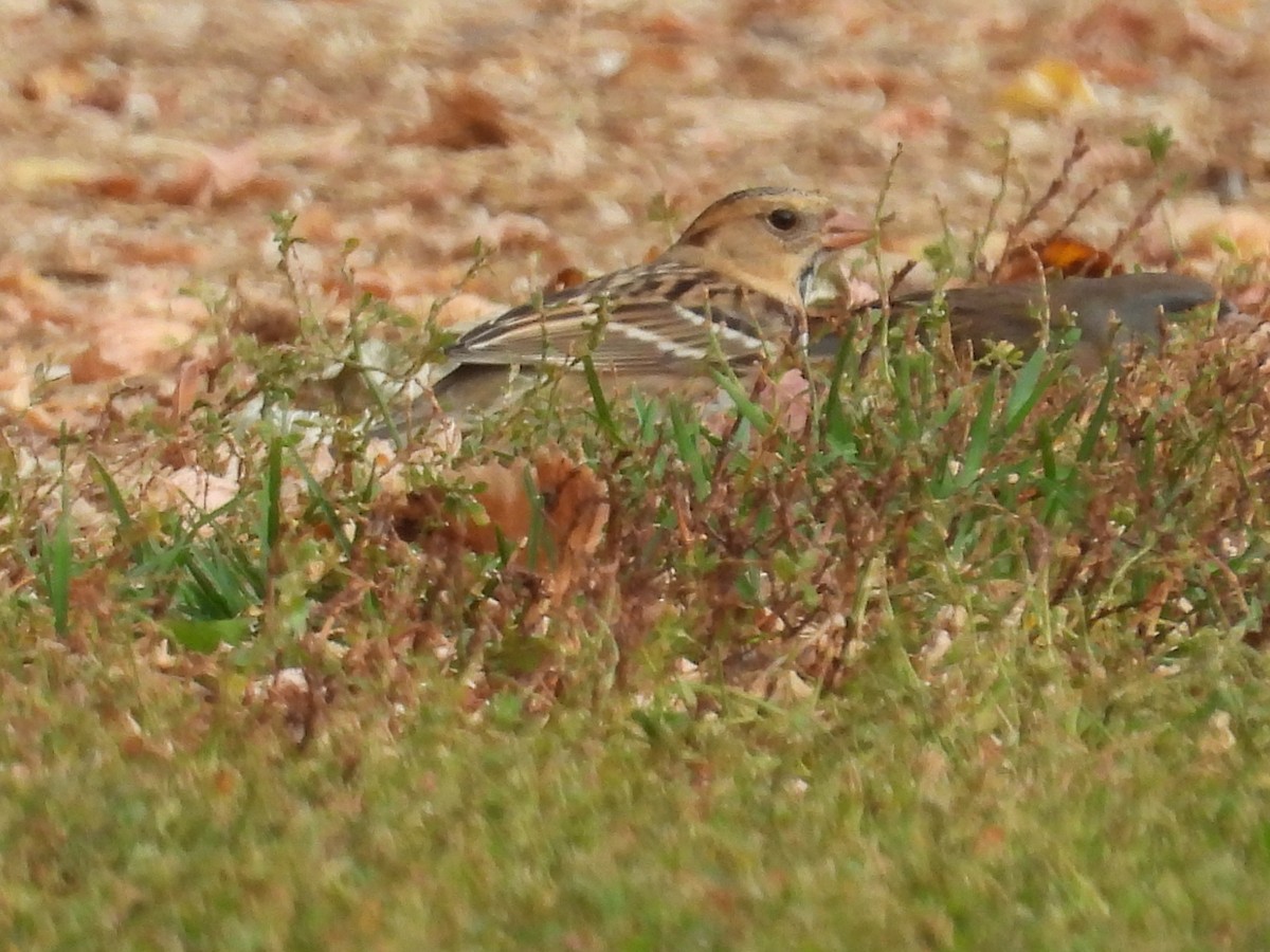 Harris's Sparrow - ML642927165