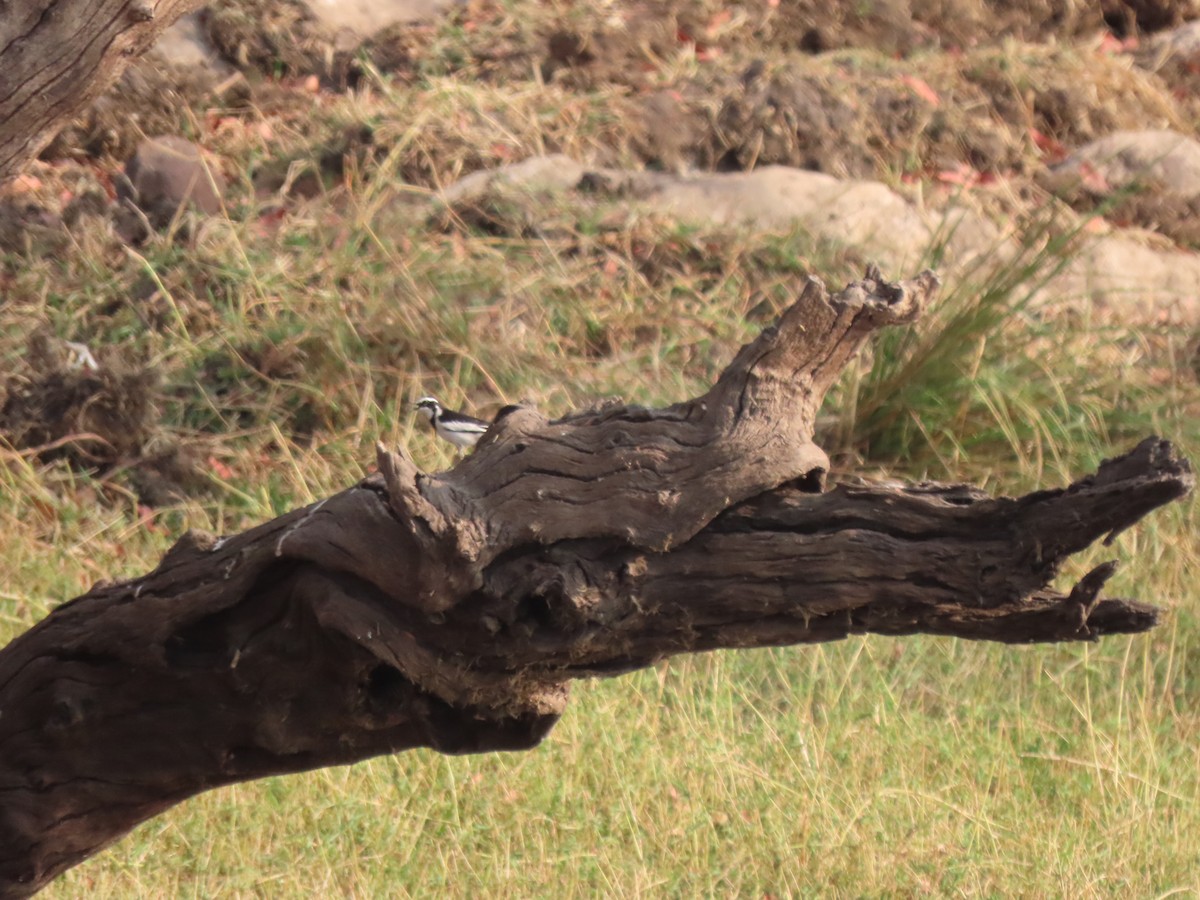 African Pied Wagtail - ML642927169
