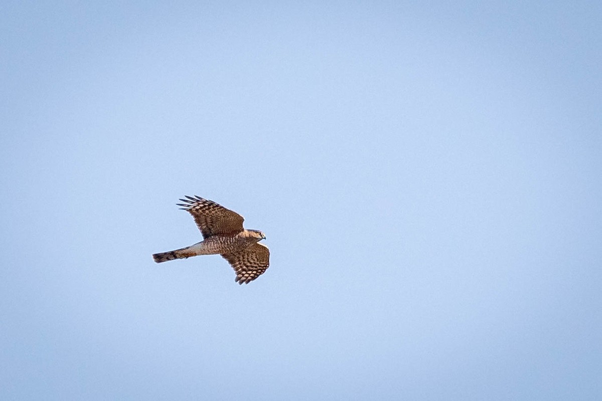 Sharp-shinned Hawk - ML642927188