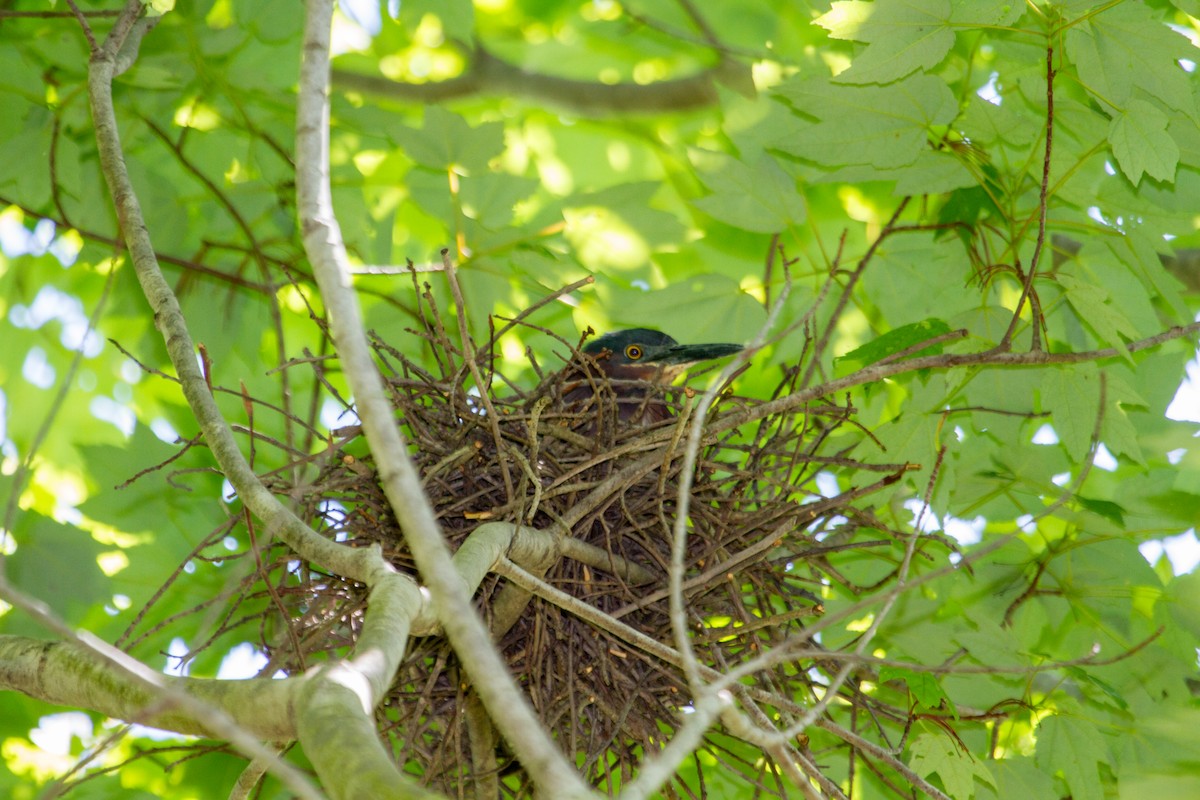 Green Heron - ML642927201