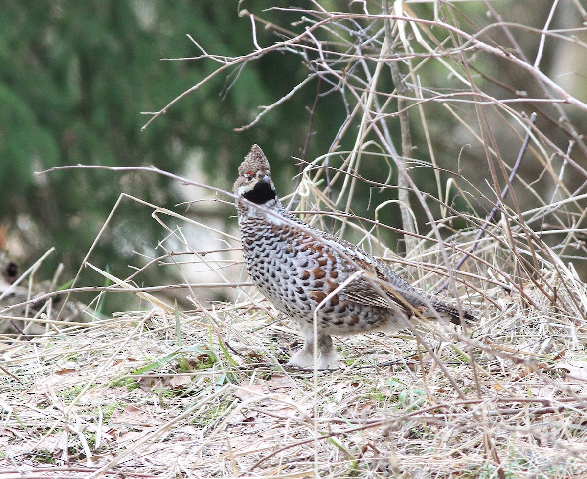 Hazel Grouse - ML642927212