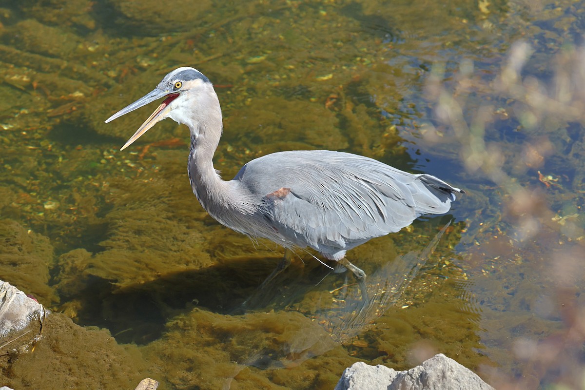 Great Blue Heron - ML642927217