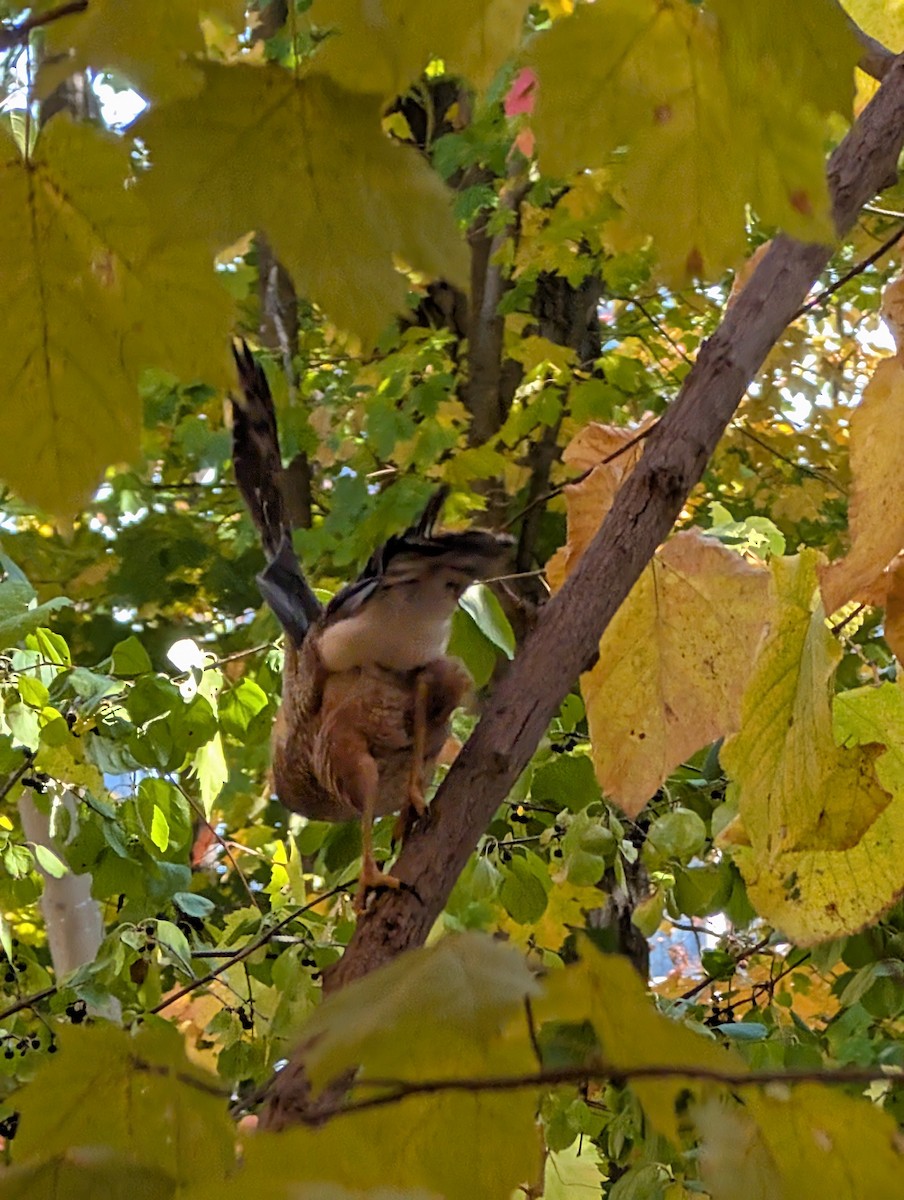 Cooper's Hawk - ML642927242