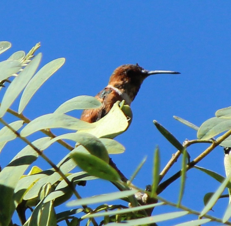 Rufous/Allen's Hummingbird - ML642927260