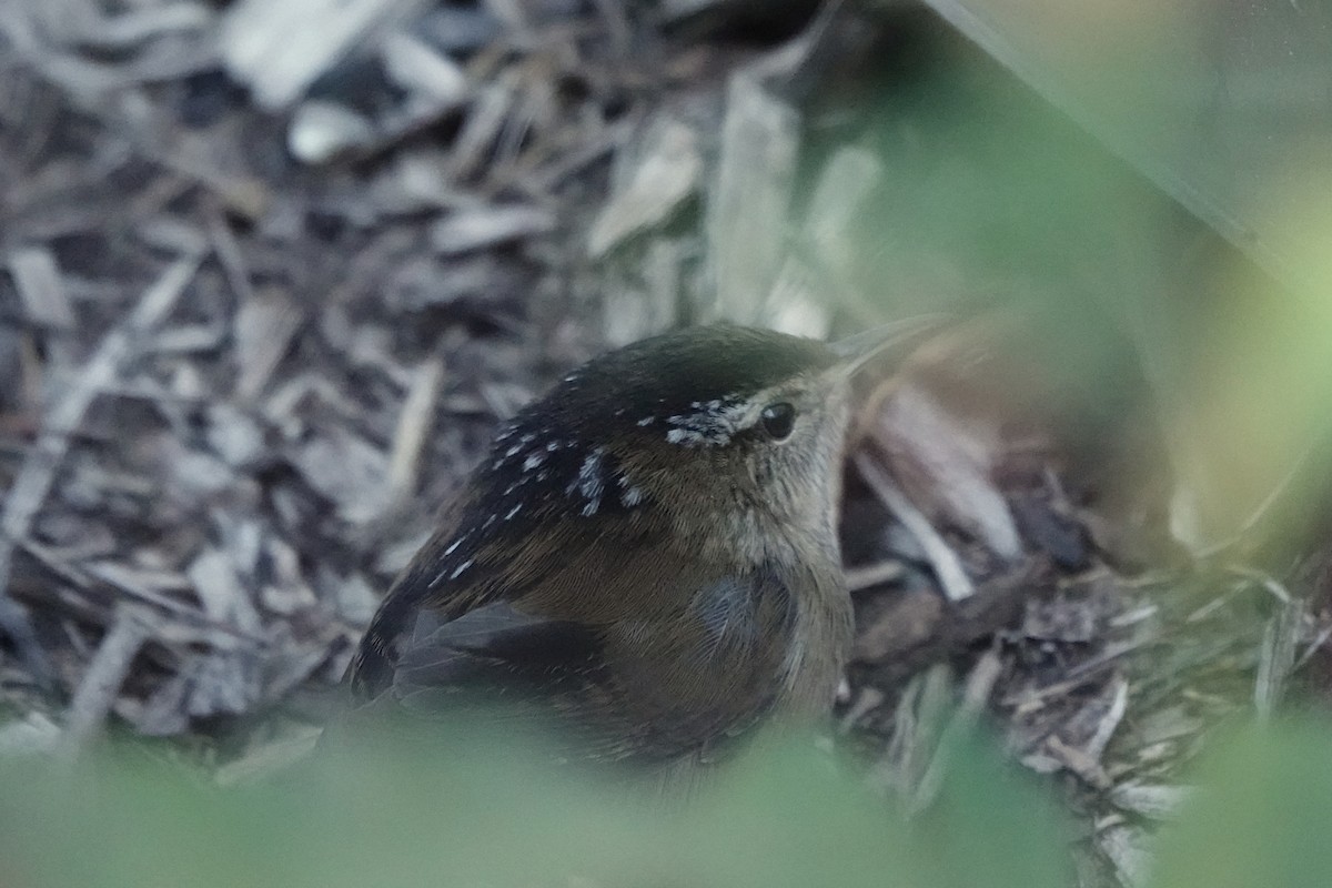 Marsh Wren - ML642927262